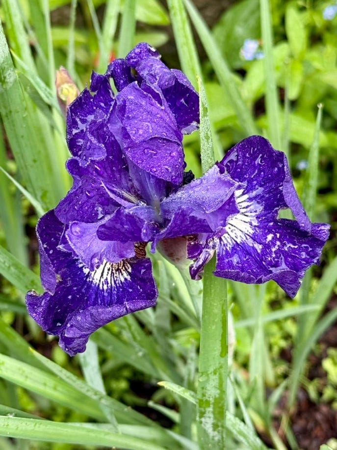 A purple flower with white center

AI-generated content may be incorrect.