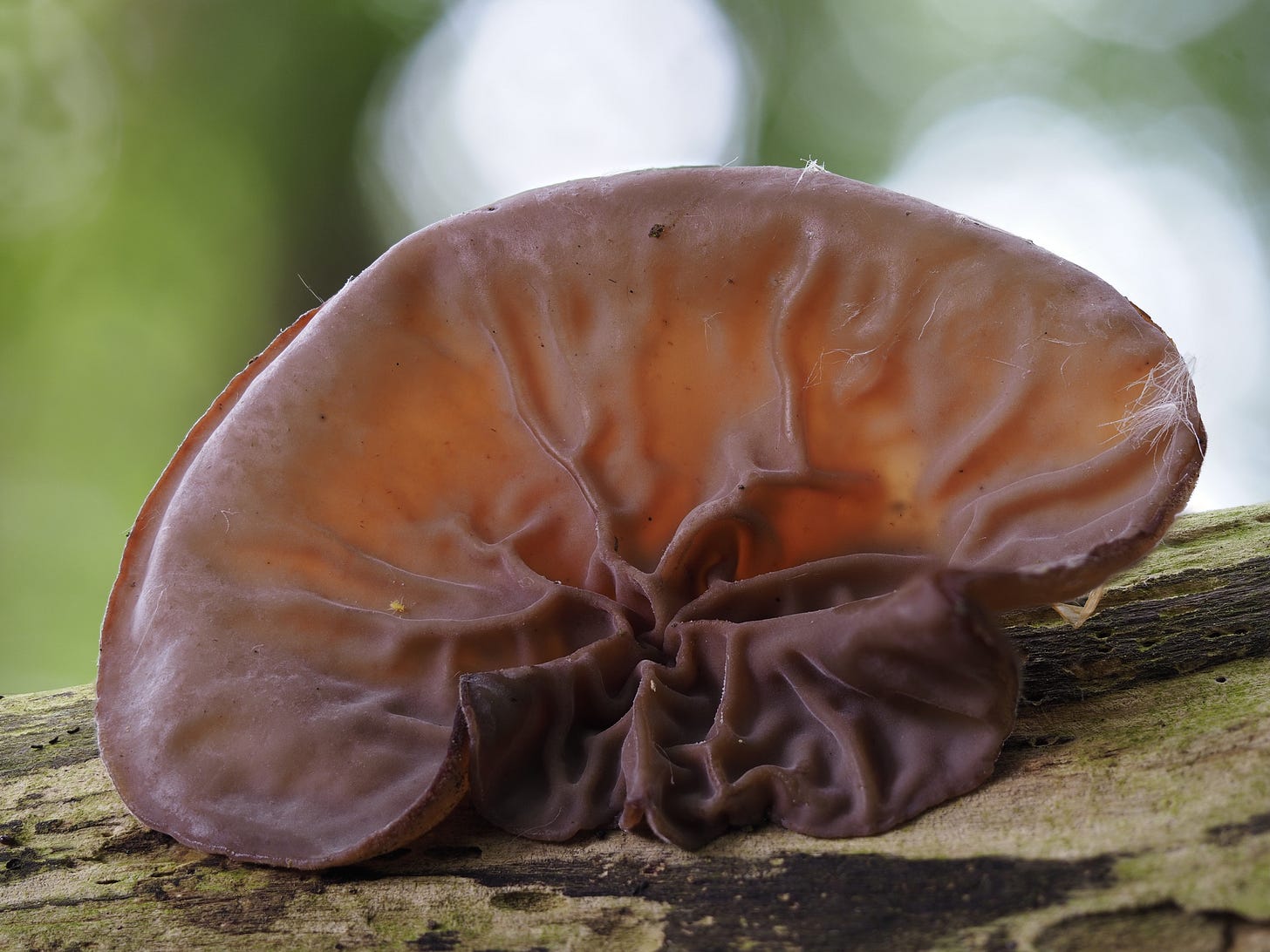 Auricularia auricula-judae