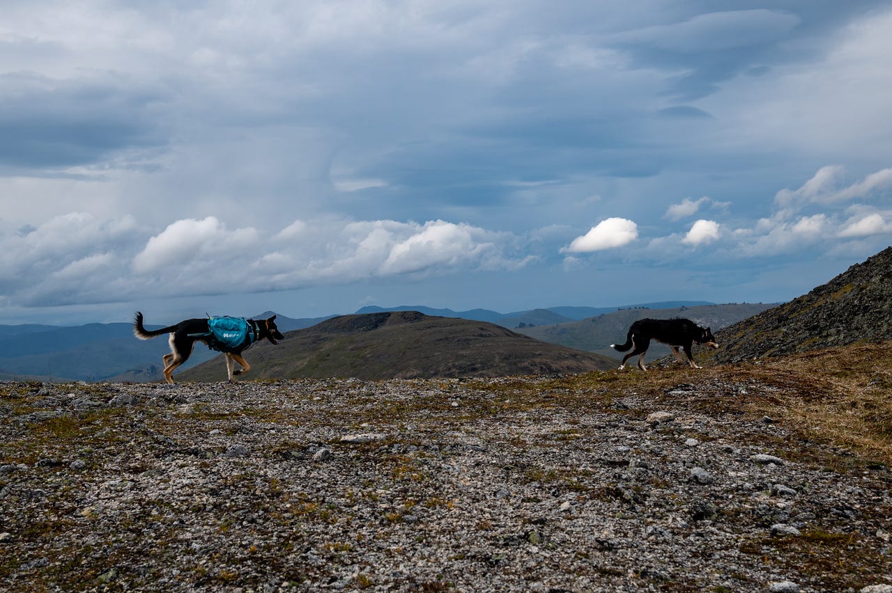 Two dogs, one in a teal pack and one black-and-white, trot across a pale, lichen-covered rocky summit. Behind them, low rolling ridges topped with small rock tors recede into distance under a big sky of broken white cloud.