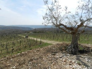 Cattunar vineyards in March Cattunar vineyards in March