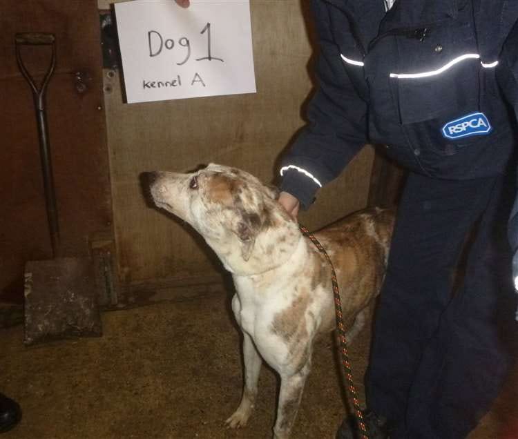 Kent Hounds animal cruelty