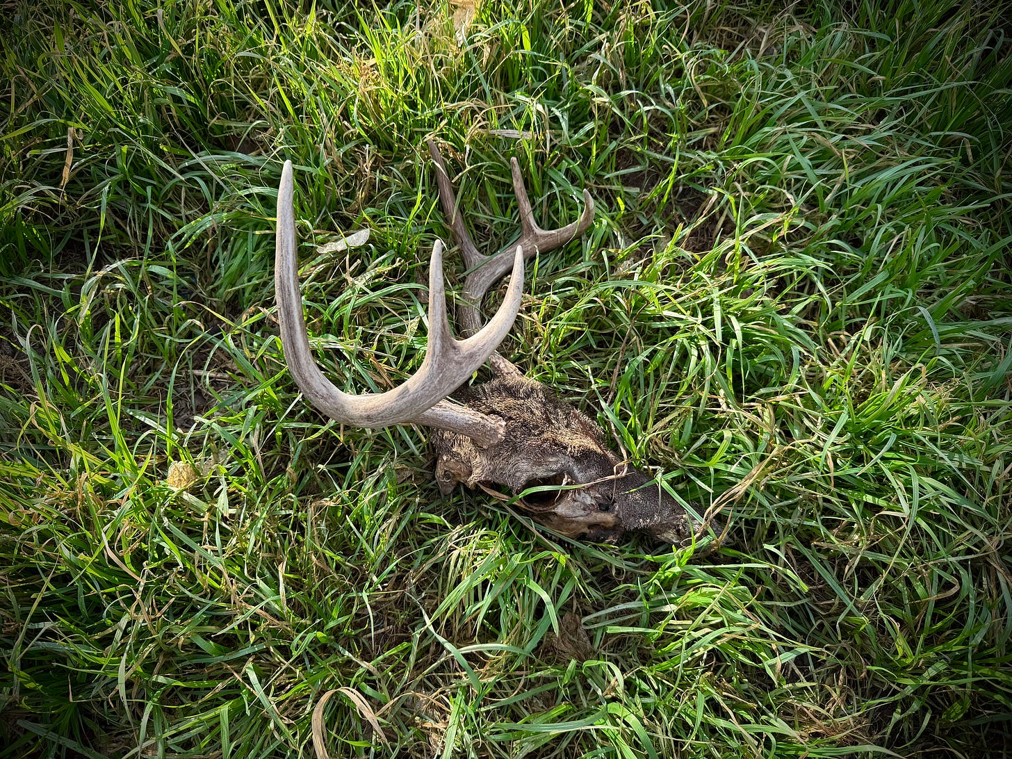 Deer skull with antlers in field Deer skull with antlers in field