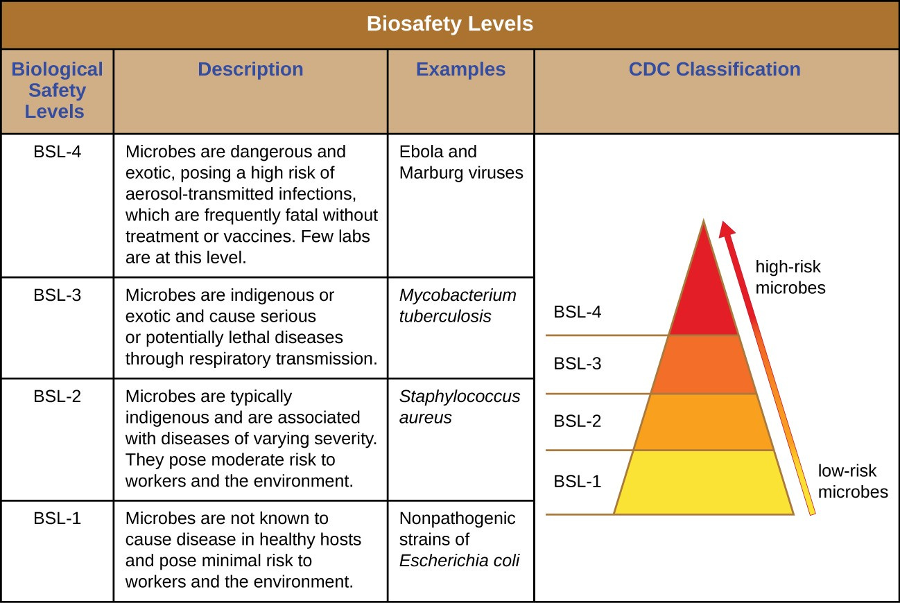 Infographic about biosafety levels Infographic about biosafety levels