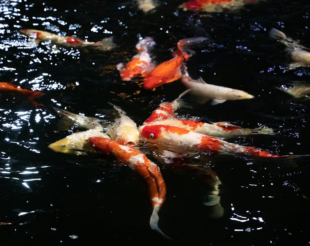 a group of koi fish swimming in a pond a group of koi fish swimming in a pond