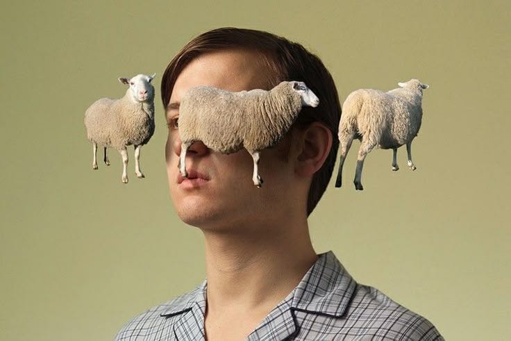 This may contain: a man with three sheep on his head This may contain: a man with three sheep on his head