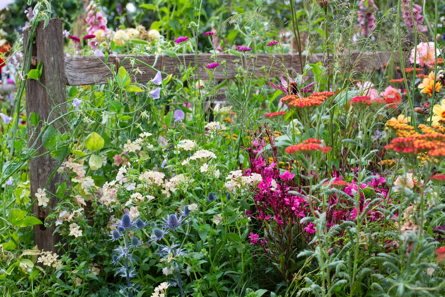 A pretty cottage garden with abundant gardening