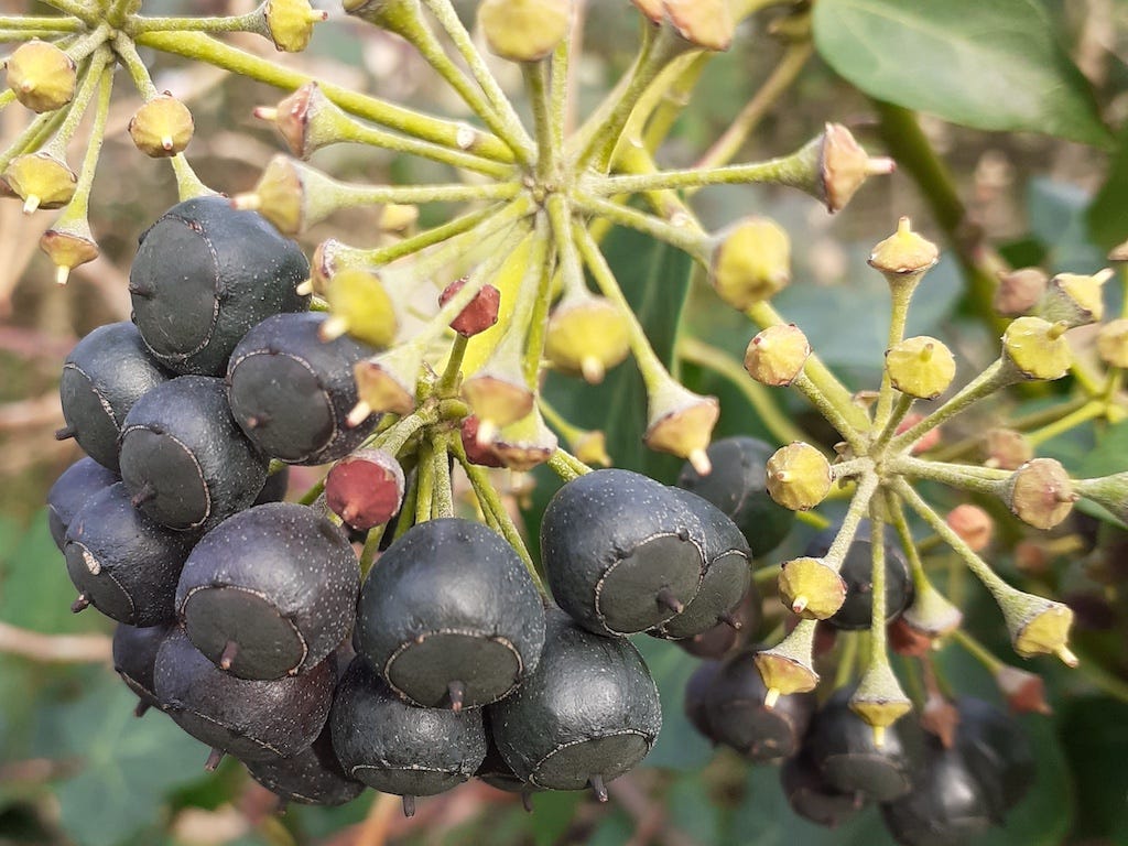 ivy berries