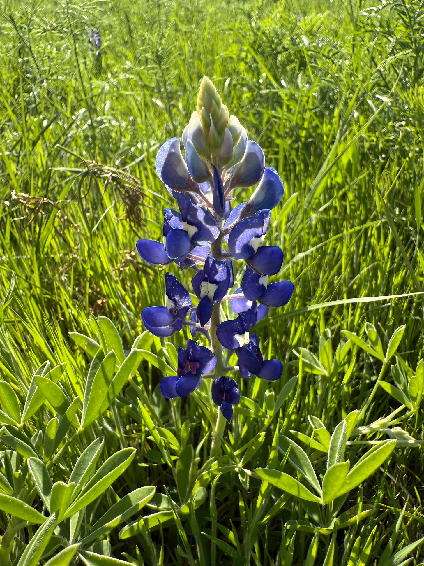 A close up look at a Texas Bluebonnet, a blue-purple flower with a cluster of blooms. The flower is slightly backlit by the sun and surrounded by the green vegetation of a meadow.