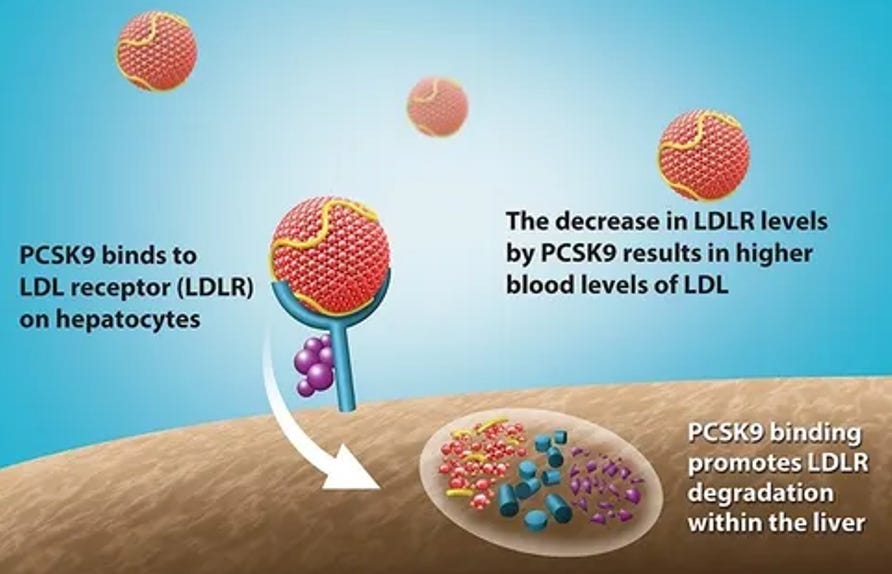 Better Than Statins? The Truth About the New Cholesterol Drug