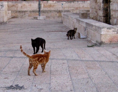 More_Cats_Of_Jerusalem_Israel_Deporting_Cats More_Cats_Of_Jerusalem_Israel_Deporting_Cats