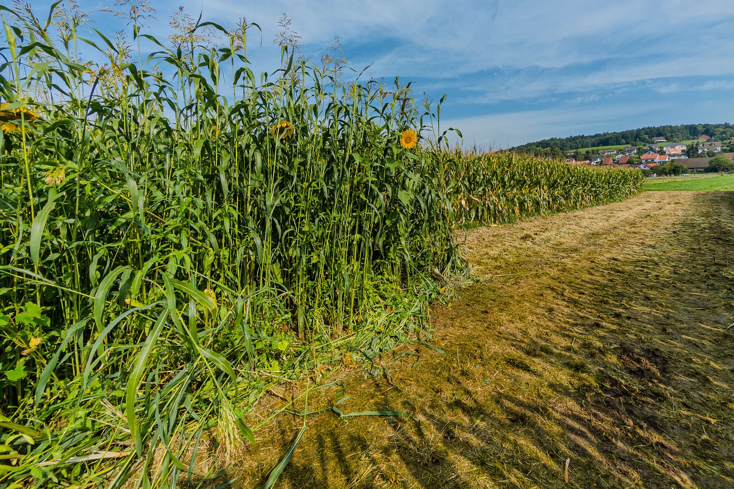 Ein Acker mit zwei Kulturen: Im Vordergrund wächst eine hohe, vielfältige Gründüngungsmischung mit Sorghum und einzelnen Sonnenblumen, während im Hintergrund gleichmäßig bepflanzter Körnermais zu sehen ist. Am rechten Bildrand eine gemähte Fläche, im Hintergrund ein Dorf am Waldrand unter blauem Himmel. Ein Acker mit zwei Kulturen: Im Vordergrund wächst eine hohe, vielfältige Gründüngungsmischung mit Sorghum und einzelnen Sonnenblumen, während im Hintergrund gleichmäßig bepflanzter Körnermais zu sehen ist. Am rechten Bildrand eine gemähte Fläche, im Hintergrund ein Dorf am Waldrand unter blauem Himmel.