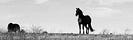 Dressage For the Future