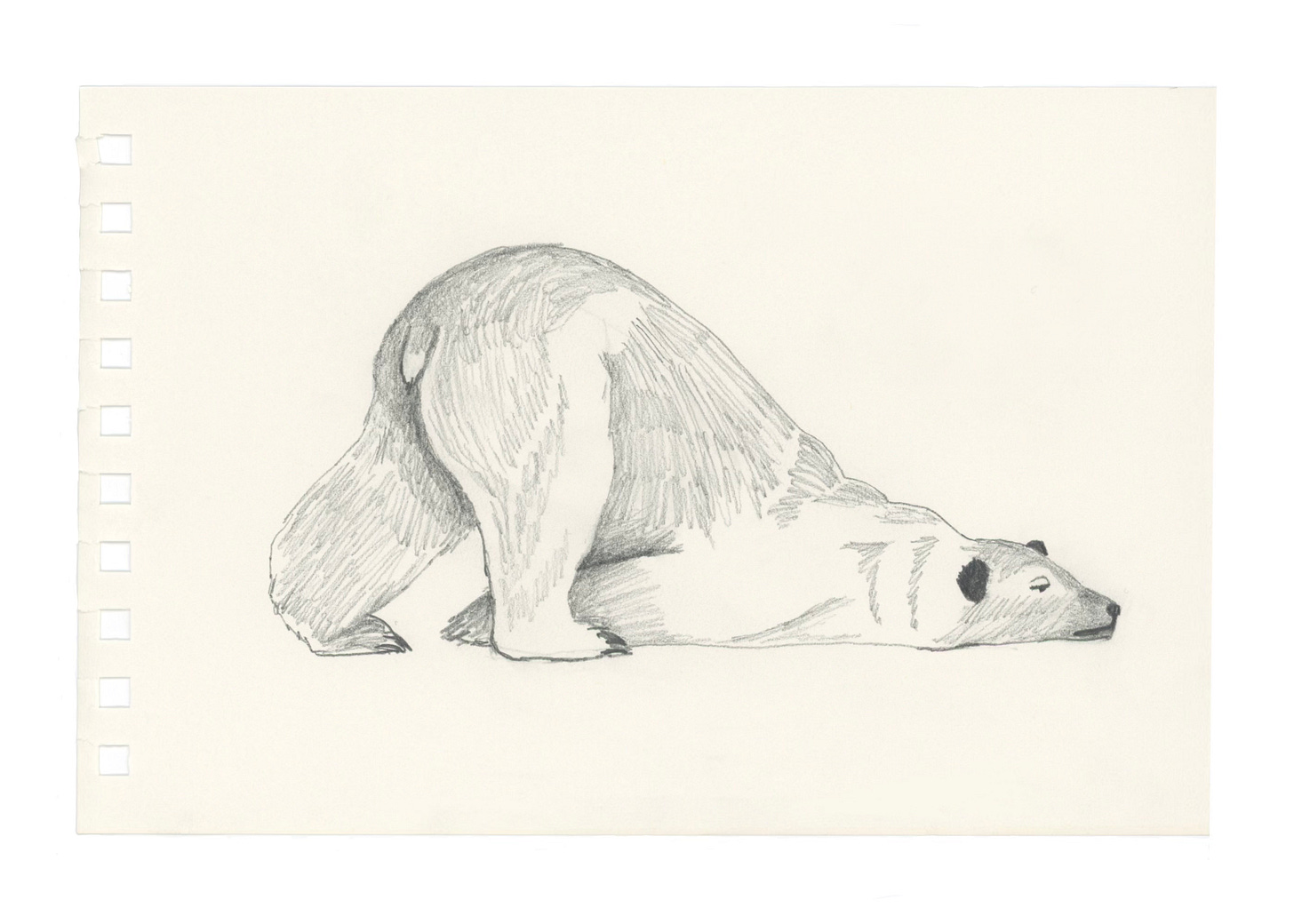 a sketch of a bear mid-collapse. the hind legs are still up, but the front half of the bear is flat on the ground. this bear's expression also suggests they are fucking over it.