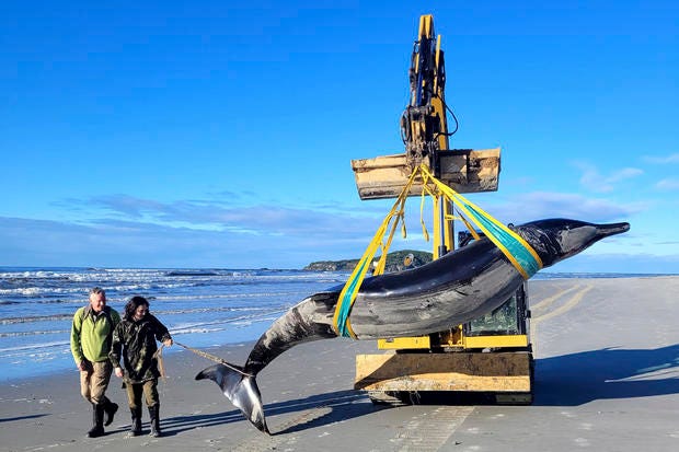 New Zealand Whale 