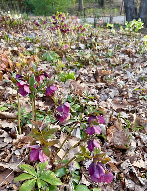 A few flowers on Hellebore Hill this month.