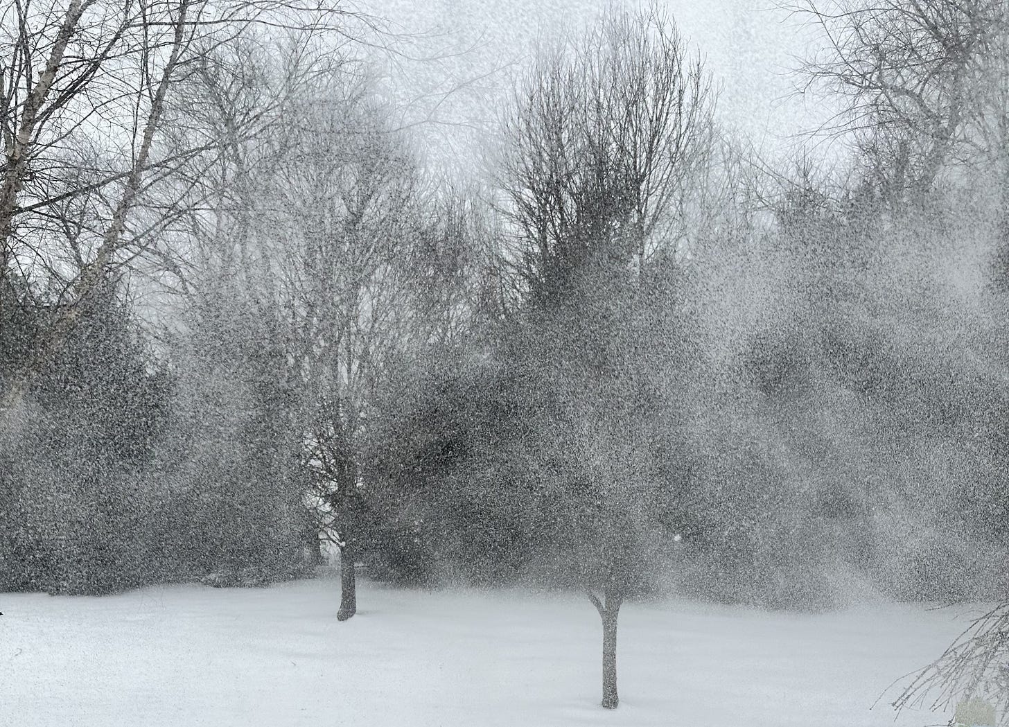 clouds of snow swirl in front of trees