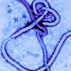 Mutant Drug-Resistant Ebola Created by U.S., China, U.K., Germany Just Before Africa Outbreak: Journal 'npj Viruses'