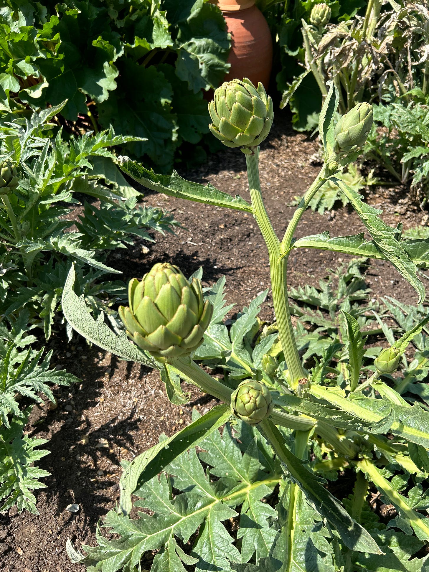 Artichokes growing in a vegetable plot