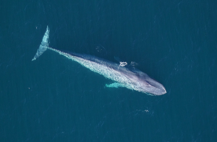 (LEFT) A blue whale seen by the New England Aquarium’s aerial survey team over Northeast Canyons and Seamounts Marine National Monument on Feb. 27, 2026. (RIGHT) One of two blue whales sighted over southern New England waters on Feb. 28, 2026. (New England Aquarium)