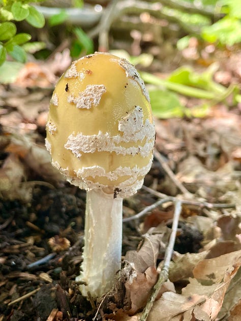 Mushrooms galore in the Woodland garden today.