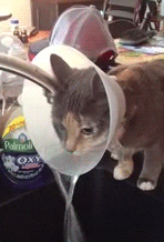 Cat wearing a “cone of shame” with its head under the faucet catching water in the funnel and drinking it.