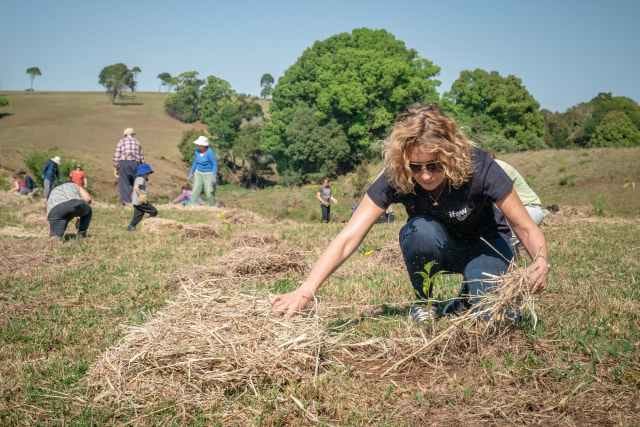 volunteers planting trees volunteers planting trees