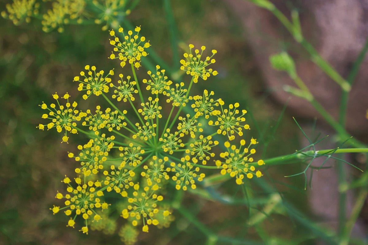 a florence fennel flower
