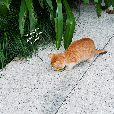 stray kittens at Lujiazui