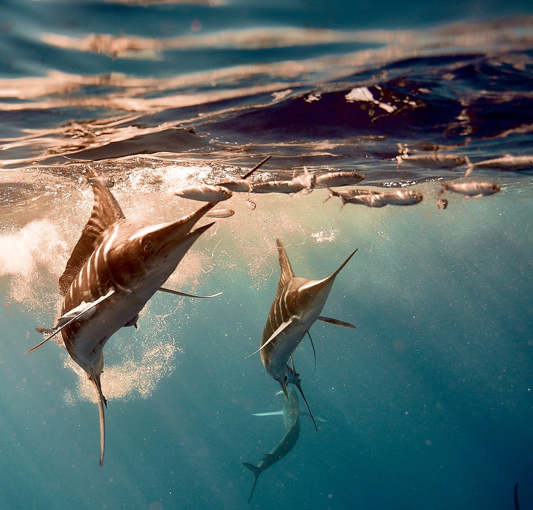 Blue marlin Blue marlin