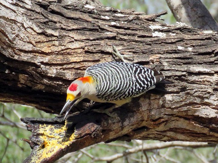 Golden-fronted Woodpeckers