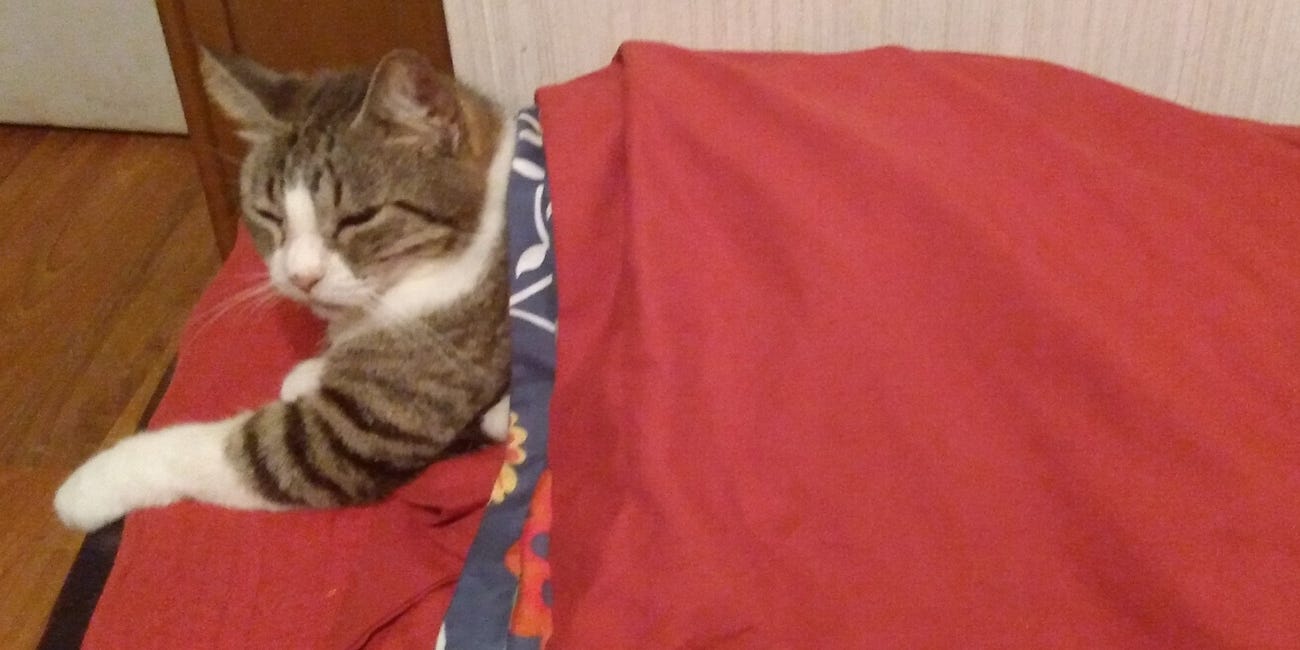 HAIKU BBQ #2: Cat Warmth