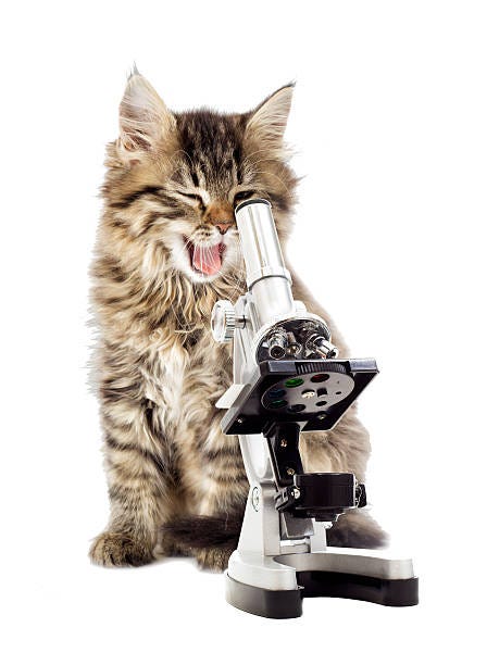 46 Kitten With Microscope Stock Photos, Pictures & Royalty-Free Images - iStock 46 Kitten With Microscope Stock Photos, Pictures & Royalty-Free Images - iStock