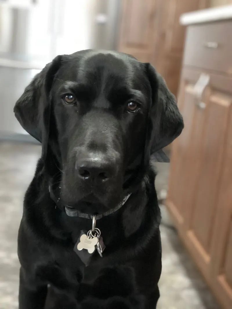 Close up of a black lab's face, this is Cooper