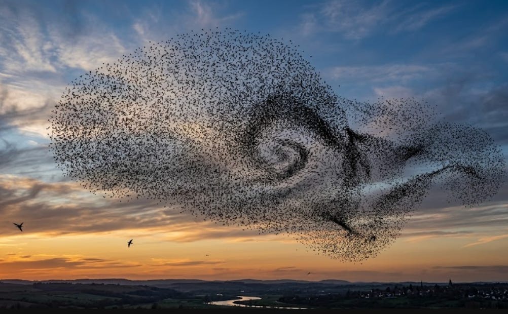 Opportunities and Emergence