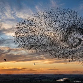 Opportunities Are Emergence