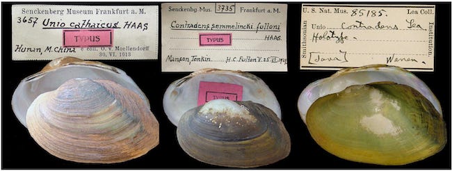 Three freshwater mussel type specimens. Three freshwater mussel type specimens.