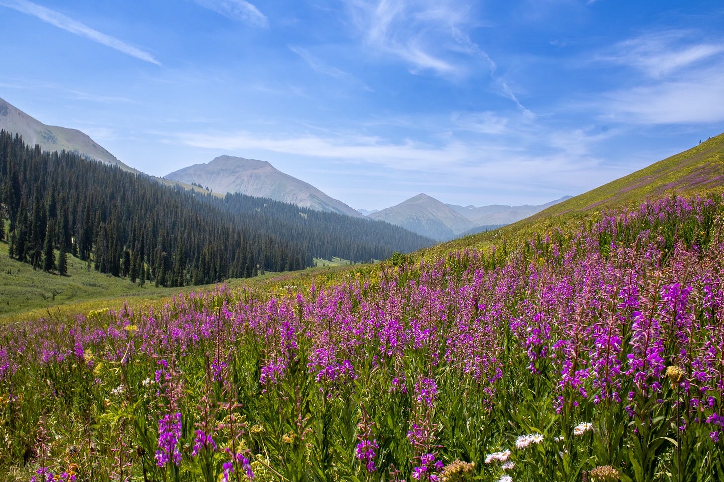 wildflowers in front of high mountain peaks wildflowers in front of high mountain peaks