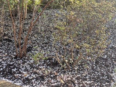 White petals on the ground