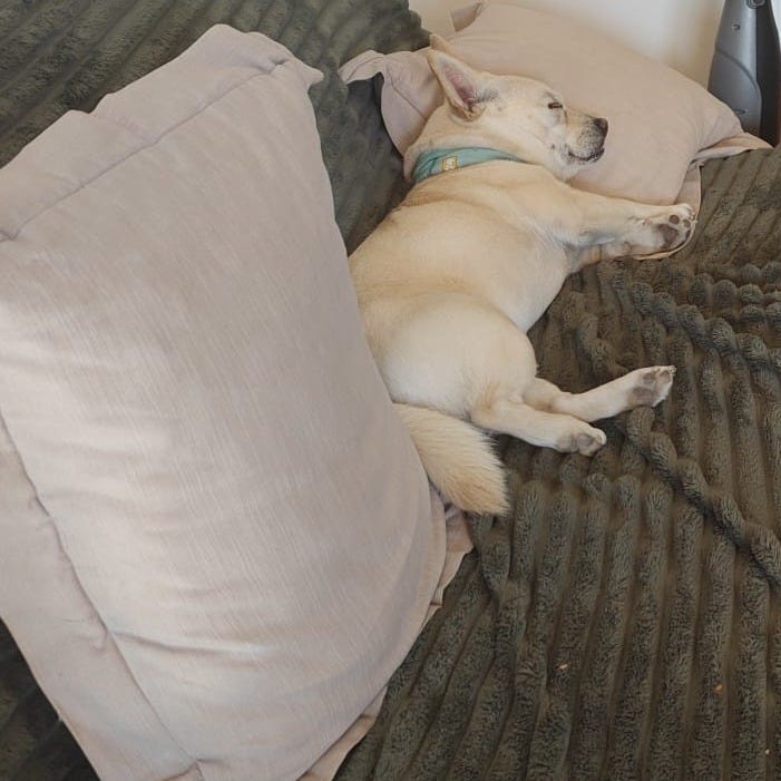 Small white dog asleep on a green sofa blanket with cushions nearby, photographed during the Tarot DMs interview with Elspeth Wilson.