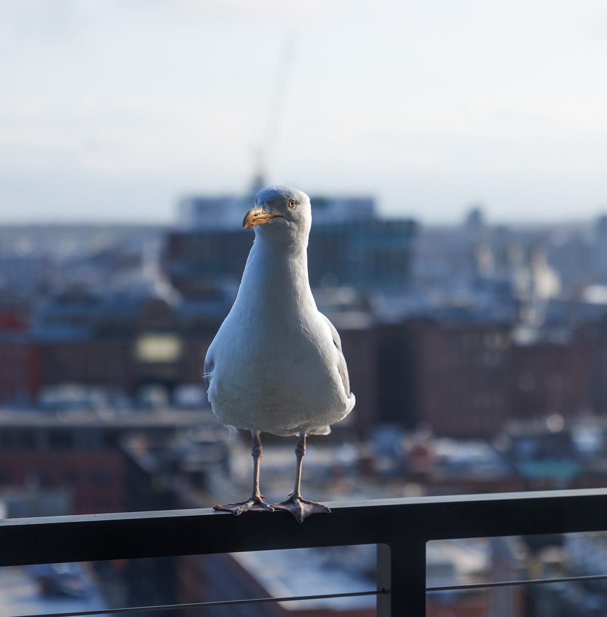 Photo of Seagull resting on Balcony Railing Looking into South Boston