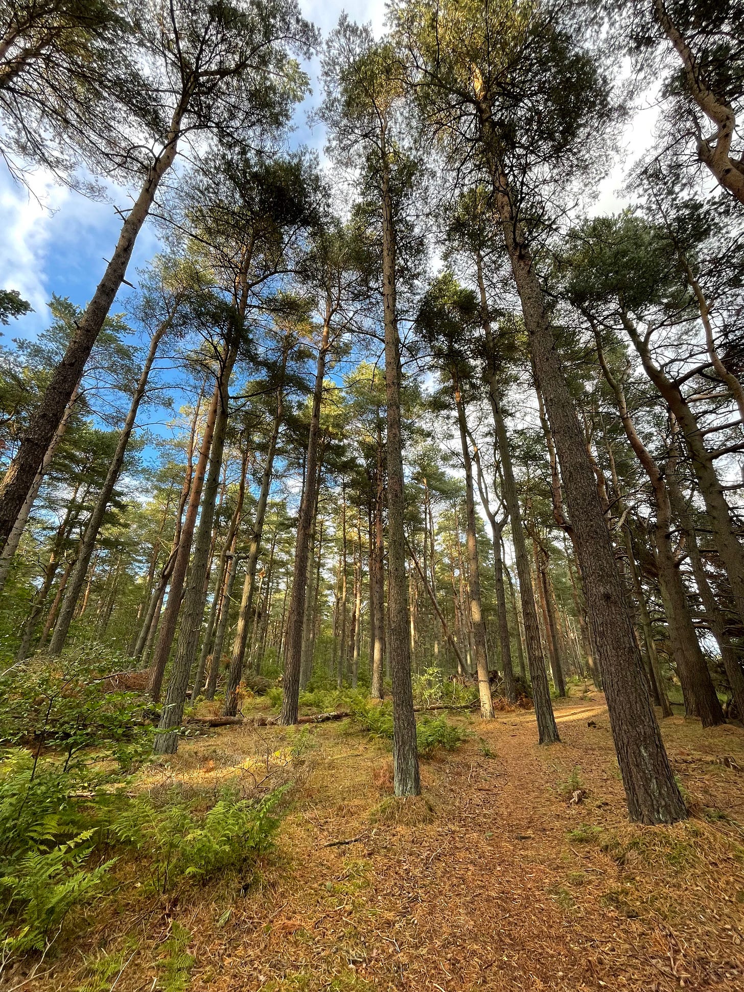 Some very tall trees against a blue sky. 