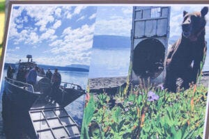 A board showing photos of one of the grizzly bears translocated from Montana to Wyoming. (Photo by Blair Miller, Daily Montanan) A board showing photos of one of the grizzly bears translocated from Montana to Wyoming. (Photo by Blair Miller, Daily Montanan)
