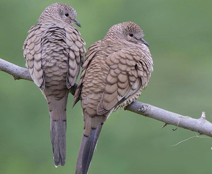 https://www.allaboutbirds.org/guide/Inca_Dove/overview