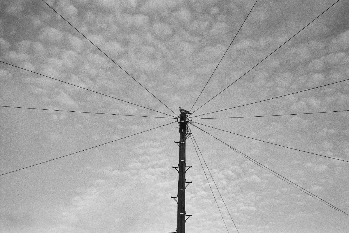 A photo of a lone pigeon sat on a telegraph pole. I have a collection of photos of a lone pigeons. They are for my friend Gordon Anderson... aka Lone Pigeon look him up. A photo of a lone pigeon sat on a telegraph pole. I have a collection of photos of a lone pigeons. They are for my friend Gordon Anderson... aka Lone Pigeon look him up.