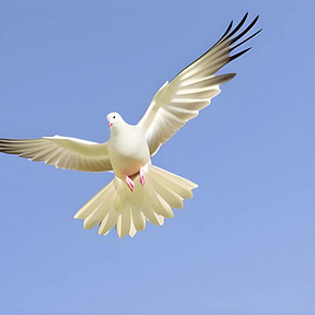 PLUCare | Christian Blogs | Stories ✝️🕊️🐾