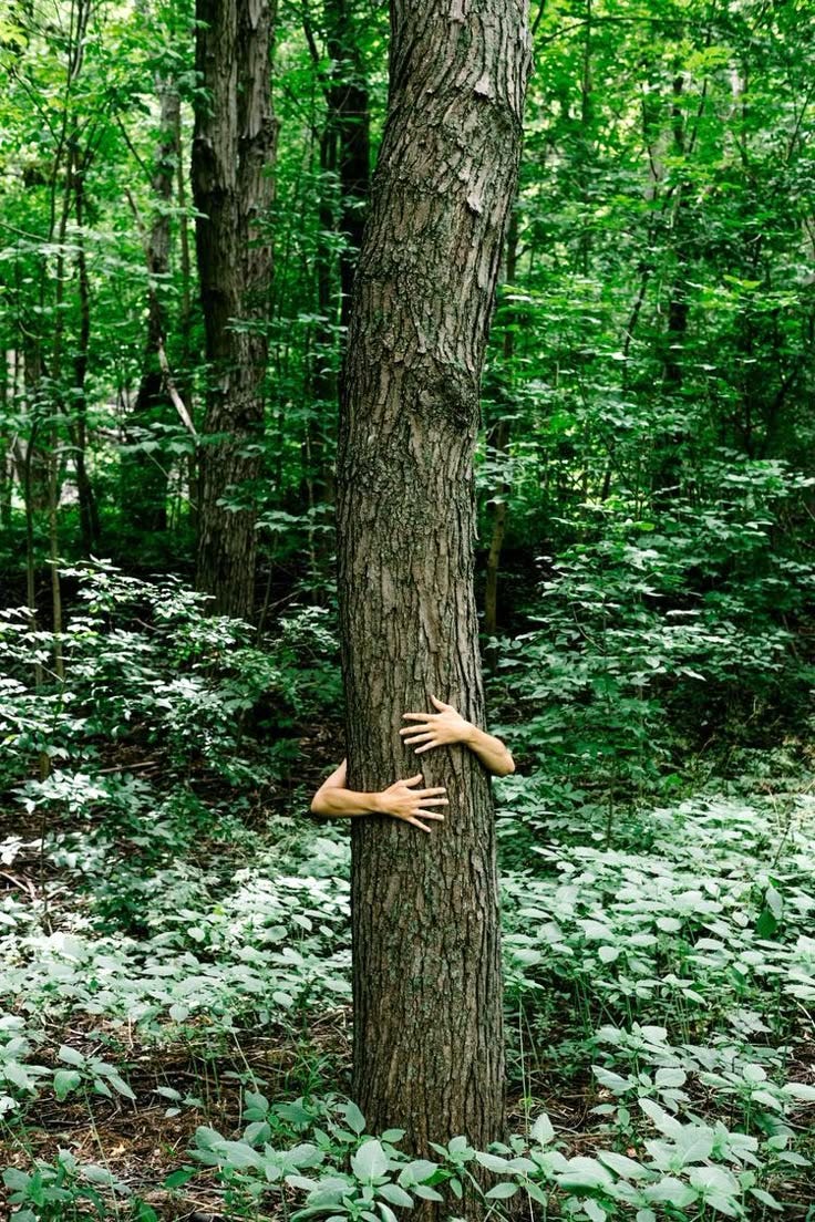 This may contain: two hands are sticking out of the bark of a tree in a forest with green foliage