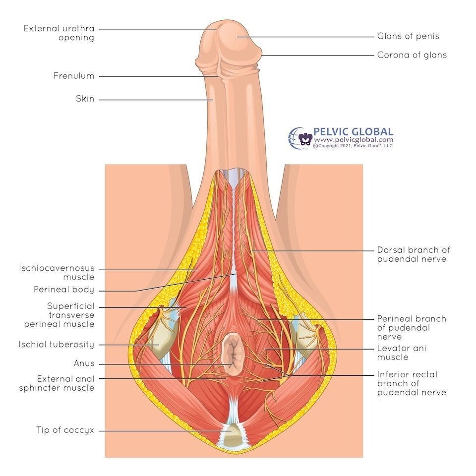 Male Hypertonic Pelvic Floor Male Hypertonic Pelvic Floor