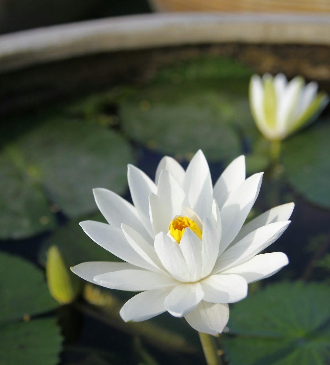 white-petaled flower
