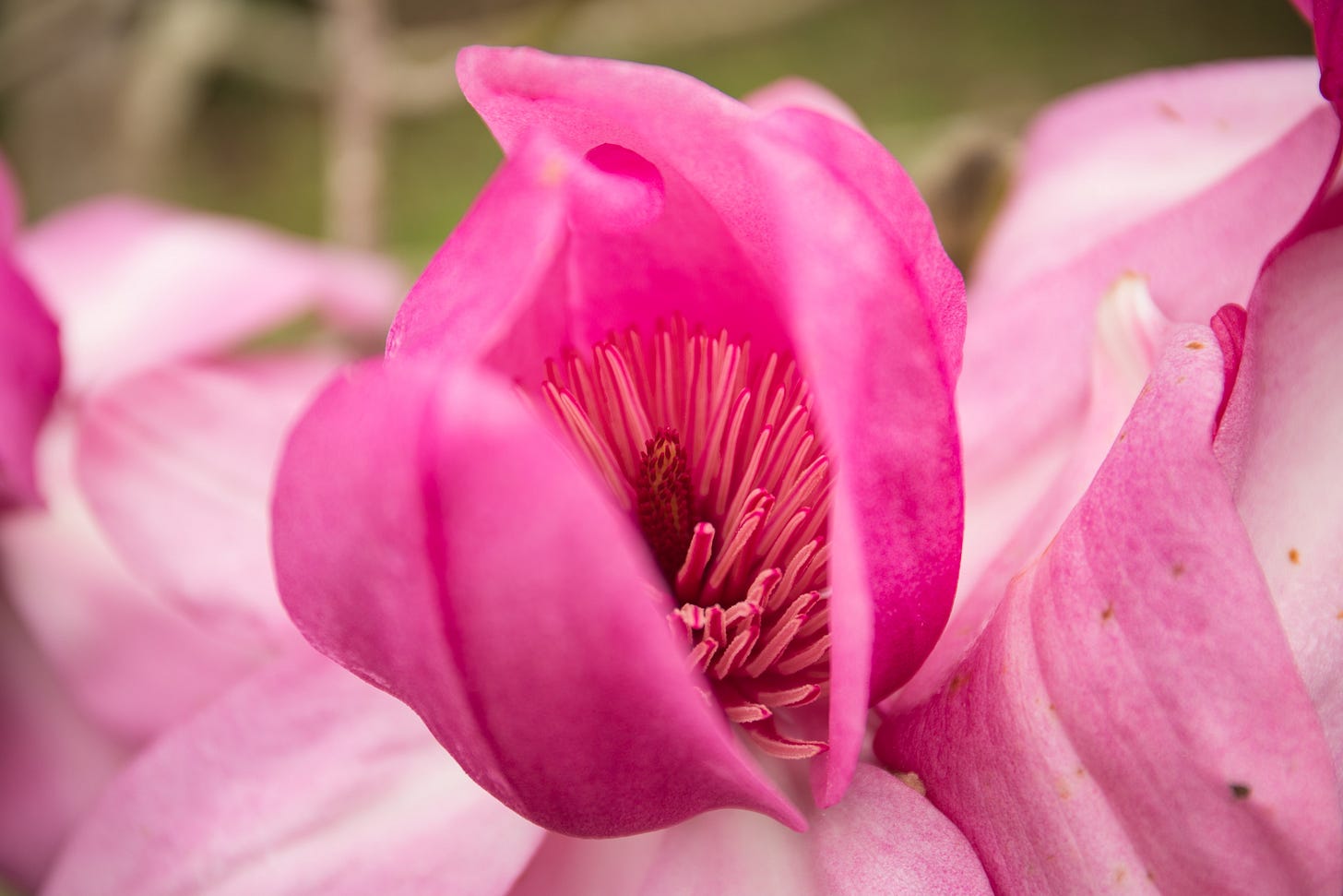Detailed close-up of a pink magnolia flower revealing its stamens and soft petals during spring bloom. Detailed close-up of a pink magnolia flower revealing its stamens and soft petals during spring bloom.