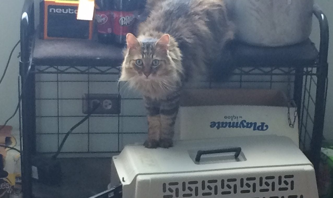 Chase Right Cat Carrier Chase Right Cat Carrier